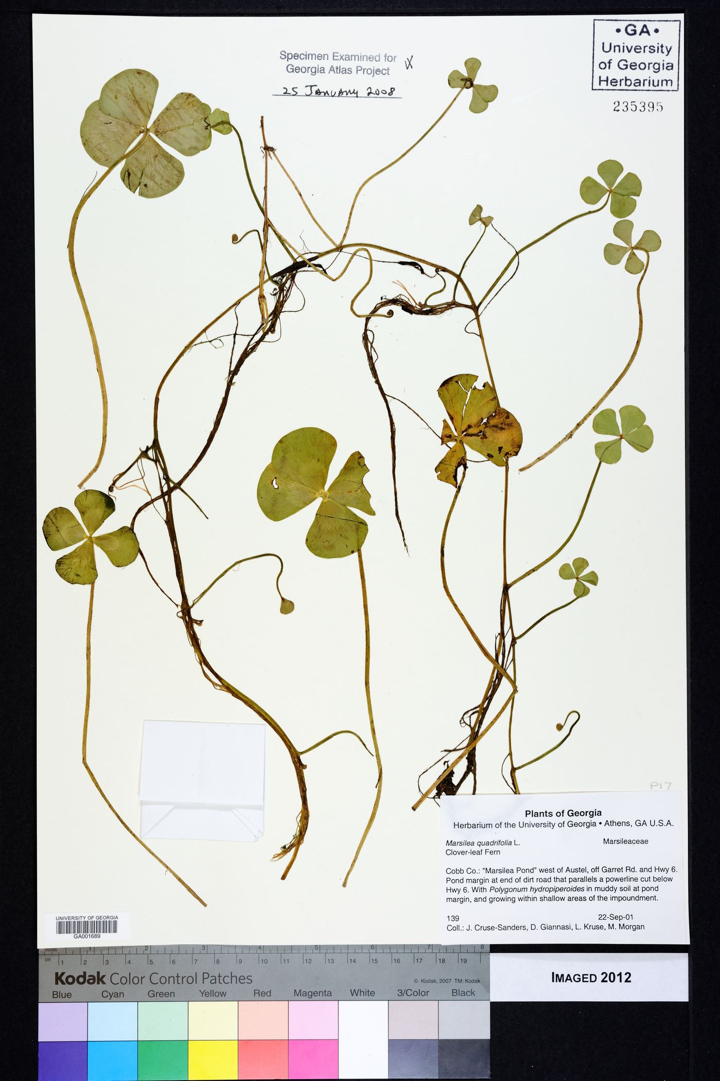 Marsilea quadrifolia image