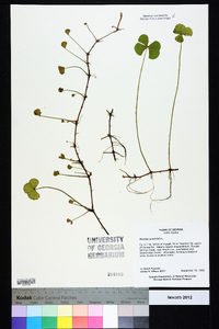 Marsilea quadrifolia image