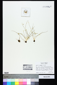 Isoëtes butleri image