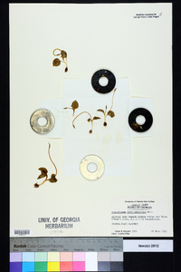 Ophioglossum crotalophoroides image