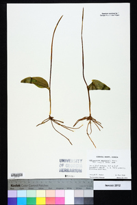 Ophioglossum engelmannii image