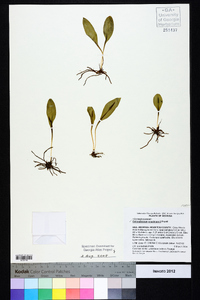 Ophioglossum engelmannii image