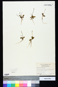 Ophioglossum nudicaule image