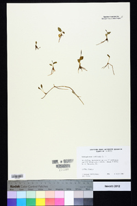 Ophioglossum nudicaule image