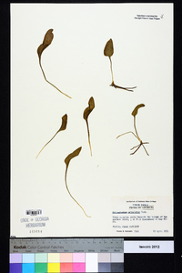 Ophioglossum petiolatum image