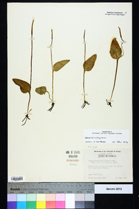 Ophioglossum petiolatum image