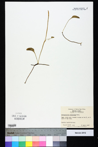 Ophioglossum petiolatum image