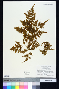 Lygodium japonicum image