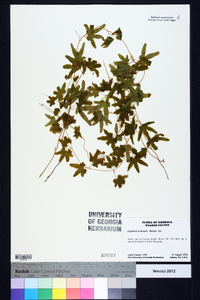 Lygodium palmatum image