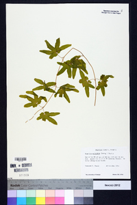 Lygodium palmatum image