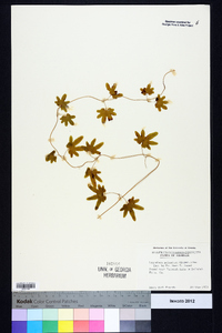 Lygodium palmatum image