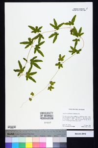 Lygodium palmatum image