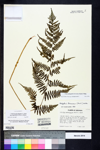 Athyrium filix-femina subsp. asplenioides image