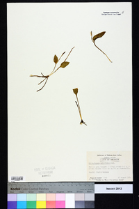 Ophioglossum petiolatum image