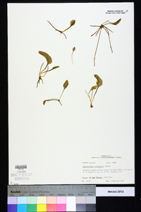 Ophioglossum petiolatum image