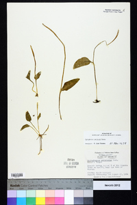 Ophioglossum petiolatum image