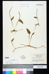 Ophioglossum petiolatum image