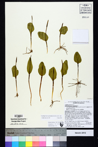 Ophioglossum vulgatum image