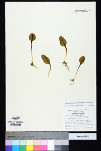 Ophioglossum vulgatum image