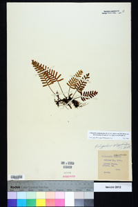 Pleopeltis polypodioides image