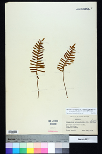 Pleopeltis polypodioides image