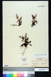 Pleopeltis polypodioides subsp. michauxiana image