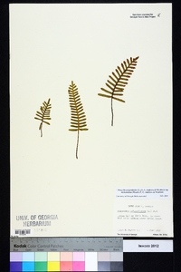 Pleopeltis polypodioides image