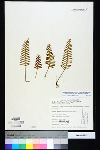 Pleopeltis polypodioides image