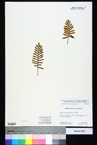 Pleopeltis polypodioides image