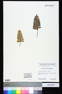 Pleopeltis polypodioides subsp. michauxiana image