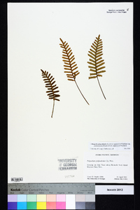 Pleopeltis polypodioides subsp. michauxiana image