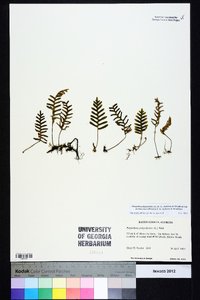 Pleopeltis polypodioides subsp. michauxiana image