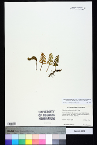 Pleopeltis polypodioides subsp. michauxiana image