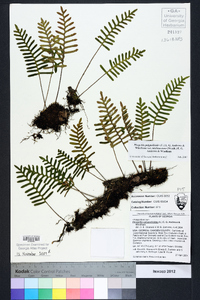 Pleopeltis polypodioides subsp. michauxiana image