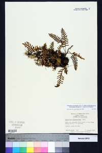 Pleopeltis polypodioides image