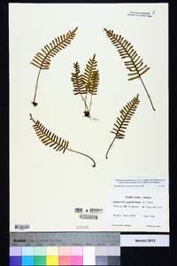 Pleopeltis polypodioides image