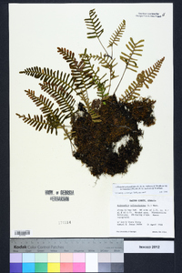 Pleopeltis polypodioides image