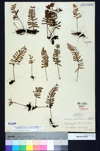 Pleopeltis polypodioides subsp. michauxiana image