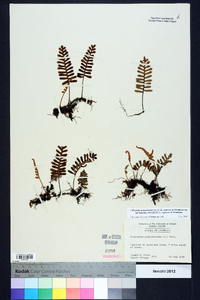 Pleopeltis polypodioides image