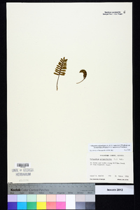Pleopeltis polypodioides subsp. michauxiana image