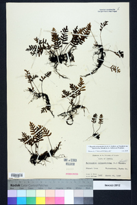 Pleopeltis polypodioides image