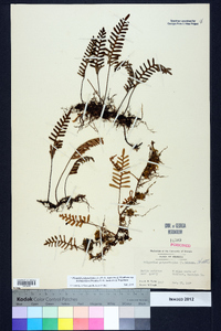 Pleopeltis polypodioides subsp. michauxiana image