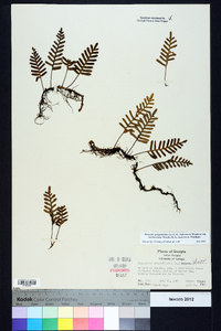 Pleopeltis polypodioides subsp. michauxiana image