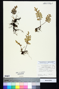 Pleopeltis polypodioides image