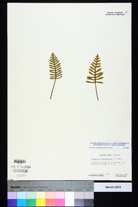 Pleopeltis polypodioides image