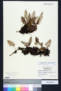 Pleopeltis polypodioides subsp. michauxiana image