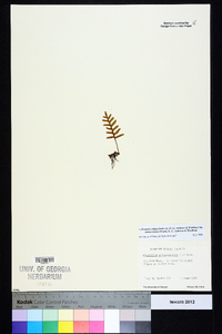 Pleopeltis polypodioides image