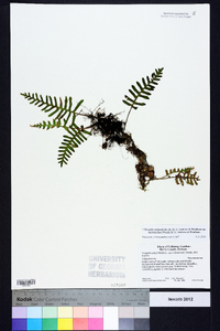 Pleopeltis polypodioides subsp. michauxiana image