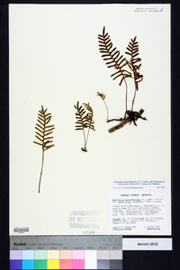 Pleopeltis polypodioides image