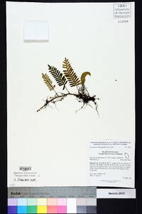 Pleopeltis polypodioides subsp. michauxiana image